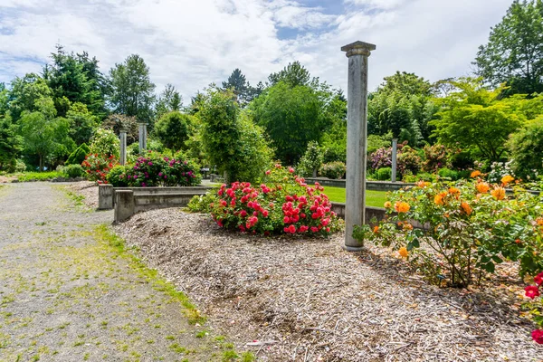 Jardín Rosas Con Saqueadores Seatac Washington —  Fotos de Stock