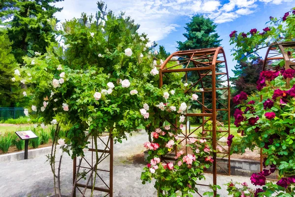 Illustration Tonnelles Roses Dans Jardin Seatac Washington — Photo