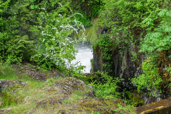 Вид Буйні Зелені Рослини Нижній Водоспад Тумвотер — стокове фото