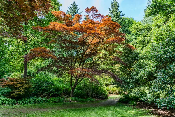 Дерево Апельсинами Полишає Сад Сіетлі Штат Вашингтон — стокове фото