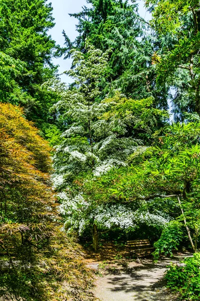 Een Grote Boom Met Witte Bloesems Seatle Washington — Stockfoto