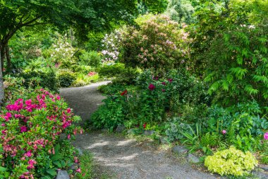 Seatac, Washington 'da bir bahçe yolu boyunca bahar çiçekleri.