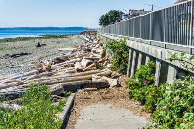 Driftwoood, Batı Seattle, Washington 'da bir beton duvarın altında yatıyor..