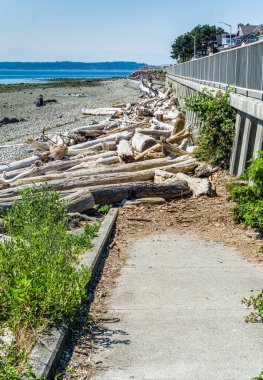 Driftwoood, Batı Seattle, Washington 'da bir beton duvarın altında yatıyor..