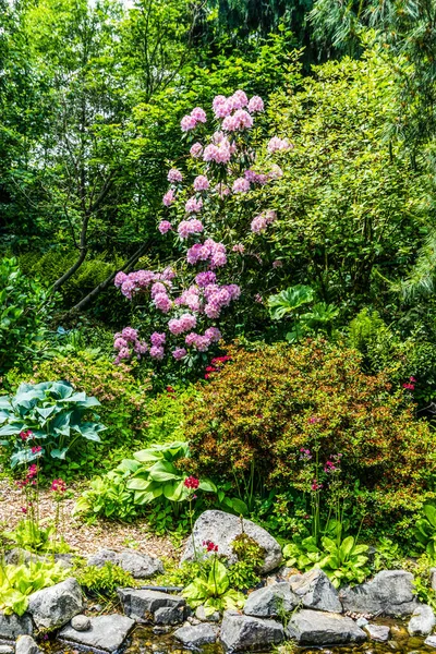 Flores Primavera Arroyo Jardín Seatac Washington —  Fotos de Stock