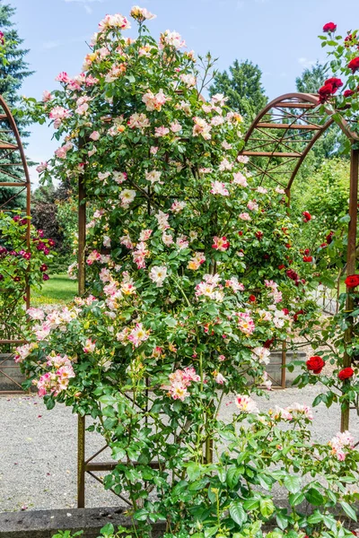 华盛顿西雅图一座花园的玫瑰拱廊 — 图库照片