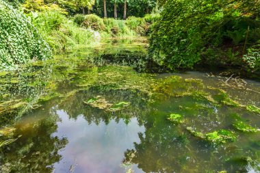 Seattle, Washington 'da bir bahçede gölet.