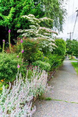 Seattle, Washington 'da bir sokakta çiçek bahçesi.
