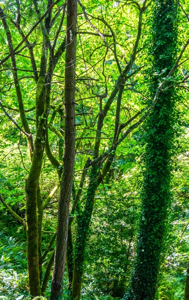 Gröna Blad Omger Sommarträd Washington State — Stockfoto