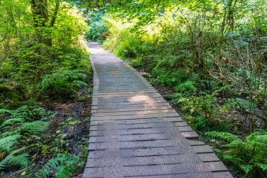 Washington eyaletindeki Dash Point Eyalet Parkı 'nda ahşap bir rampa..