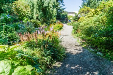 Seatac, Washington 'da bir bahçede çiçekler. Yazın.