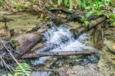 Kayıtlar Washington 'daki Dash Point Eyalet Parkı' na girip çıkıyor..