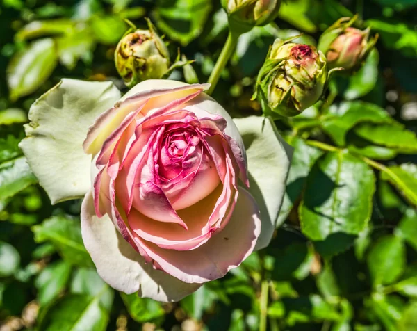 Plan Rapproché Une Rose Vive Dans Jardin Seatac Washington — Photo