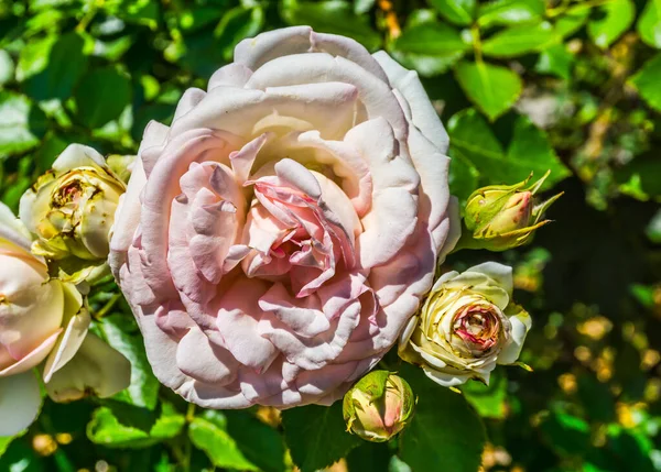 Plan Rapproché Une Rose Vive Dans Jardin Seatac Washington — Photo