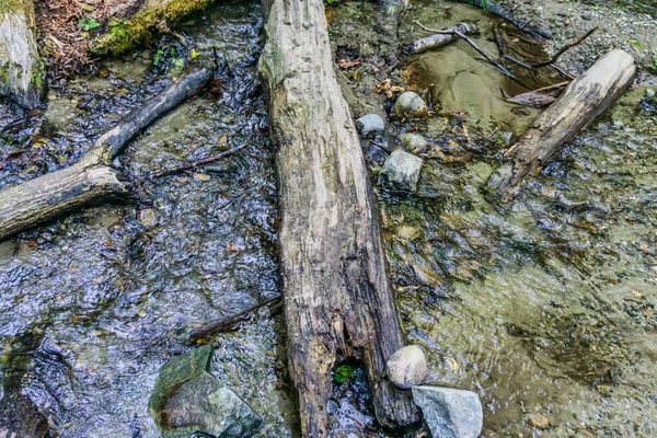 Logs Stream Dash Point State Park Washington State — Stock Photo, Image
