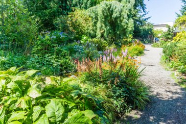 Seatac, Washington 'da bir bahçede çiçekler. Yazın.