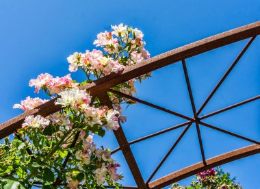 Seatac, Washington 'da çardakta parlak güller.