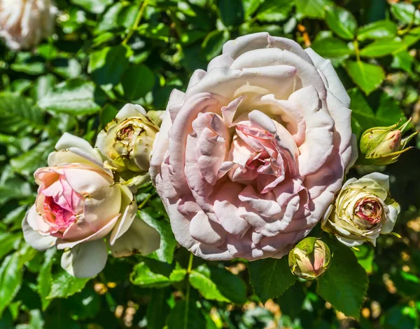 Plan Rapproché Une Rose Vive Dans Jardin Seatac Washington — Photo