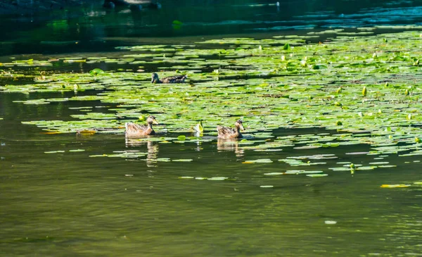 Patos Almohadillas Lily Lago Washington Cerca Seattle — Foto de Stock