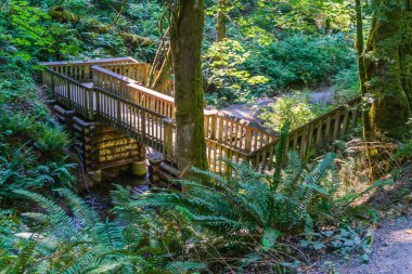 Washington eyaletindeki Dash Point Eyalet Parkı 'nda bir ahşap köprü bir dere boyunca uzanır..