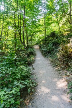 Washington eyaletindeki Dash Point Eyalet Parkı 'nda toprak bir patika..