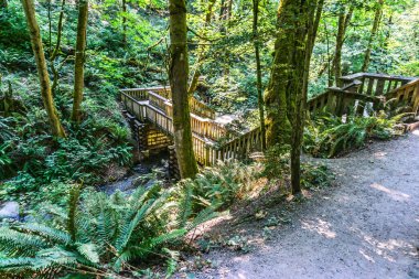 Washington eyaletindeki Dash Point Eyalet Parkı 'nda bir ahşap köprü bir dere boyunca uzanır..