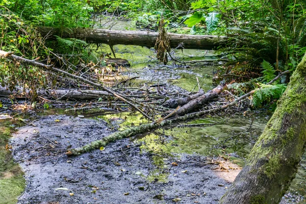 在华盛顿州的达什角州立公园 圆木在这条河中穿梭 — 图库照片