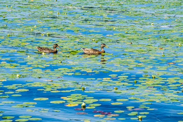 Ducks Lily Pads Lake Washington Seattle — Stock Photo, Image