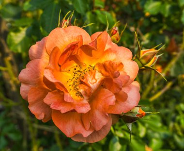 Tacomae, Washington 'da bir portakal çiçeğinin makro çekimi.