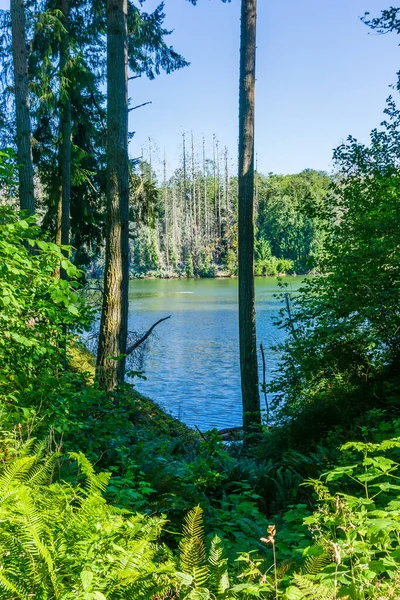 Ein Blick Auf Bäume Und Wasser Woodard Bay Conservation Area — Stockfoto