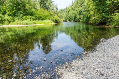 Ağaçlar Washington 'daki Green River' a yansıyor..