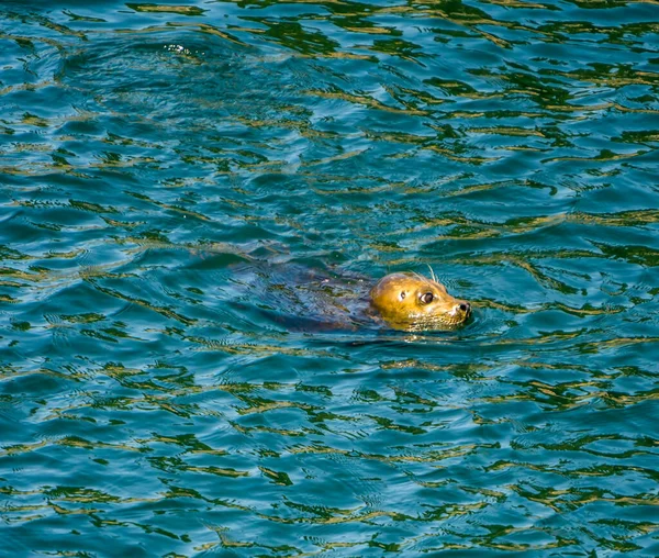 Eine Robbe Schwimmt Der Nähe Der Ballard Locks Bundesstaat Washington — Stockfoto