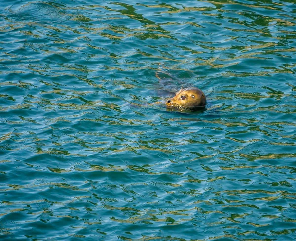 Una Foca Nada Cerca Ballard Locks Estado Washington — Foto de Stock