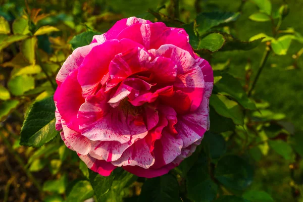 Plan Macro Une Rose Bicolore Tacoma Washington — Photo