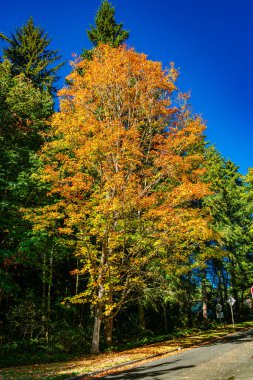 Autumn leaves burst with color on a tree in Burien, Washington.