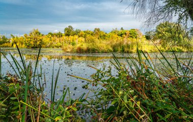 Colorful autumn trees at Duck Bay in Seattle, Washington.