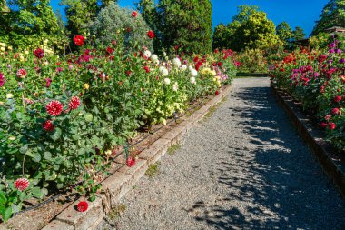 Tacoma, Washington 'daki Point Defiance Park' ta bir Dahlia bahçesi..
