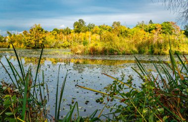 Colorful autumn trees at Duck Bay in Seattle, Washington.