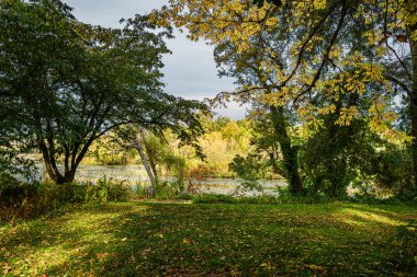 Colorful autumn trees at Duck Bay in Seattle, Washington.