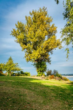 Seattle, Washington 'da parlak bir sonbahar ağacı manzarası.