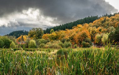 Kent, Washington 'da sonbahar ağaçları olan bir gölet..