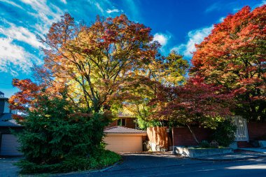 Batı Seattle, Washington 'daki bir evde renkli sonbahar ağaçları.