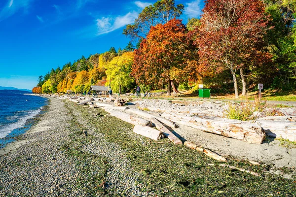 Batı Seattle, Washington 'daki Linoln Park' ta kıyı şeridi boyunca sonbahar ağaçları.