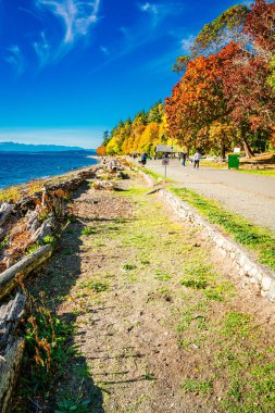 Batı Seattle, Washington 'daki Linoln Park' ta kıyı şeridi boyunca sonbahar ağaçları.
