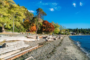 Batı Seattle, Washington 'daki Linoln Park' ta kıyı şeridi boyunca sonbahar ağaçları.