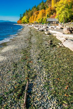 Batı Seattle, Washington 'daki Linoln Park' ta kıyı şeridi boyunca sonbahar ağaçları.