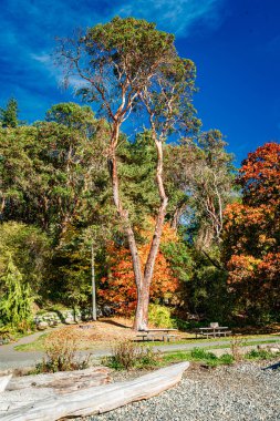 Batı Seattle, Washington 'daki Lincoln Park' ta parlak sonbahar renkleri.