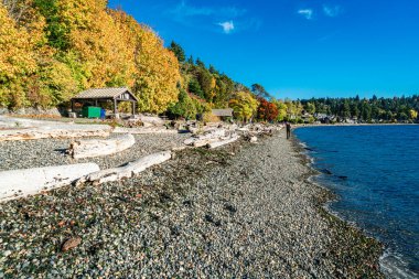 Batı Seattle, Washington 'daki Linoln Park' ta kıyı şeridi boyunca sonbahar ağaçları.
