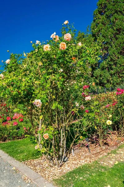 Tacoma, Washington 'daki Point Defiance Park' ta uzun gül manzarası.