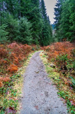 Washington 'daki Granite Creek Patikası manzarası.